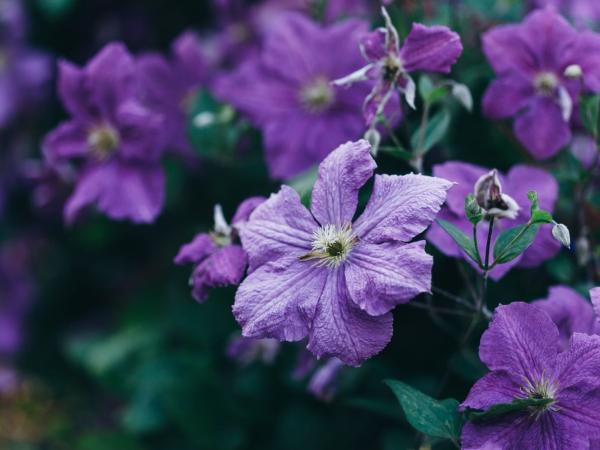 Клематис: сорти і посадка на ділянці photo