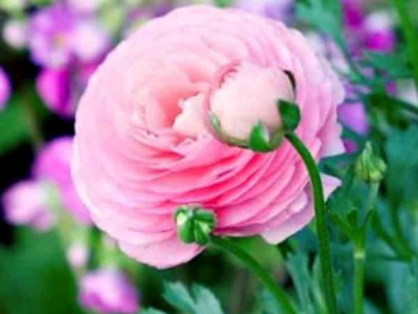Ранункулюс: описание, посадка, уход photo