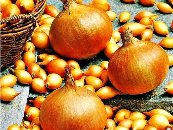 Цибуля Стурон: опис сорту, відгуки та особливості вирощування photo