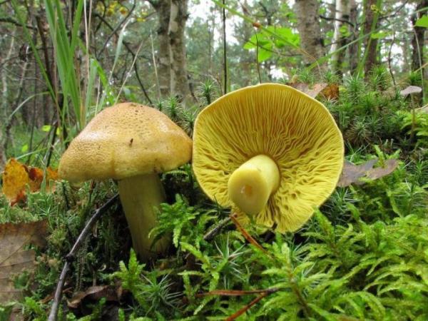 Все, что нужно знать про гриб зеленушку (Tricholoma flavovirens) photo