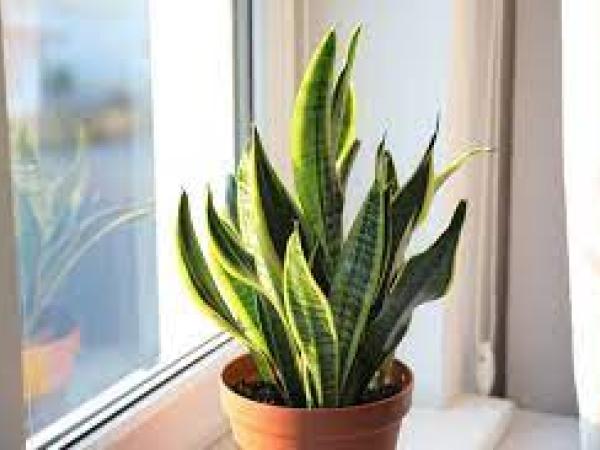 Сансевієрія (Sansevieria) - вирощування, розмноження та догляд у домашніх умовах photo