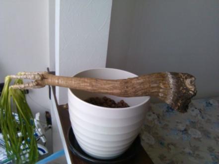 bokarneya-nolina-problemy-foto photo