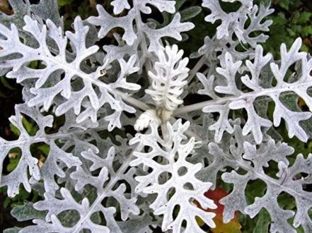 cinerariya-problemy photo