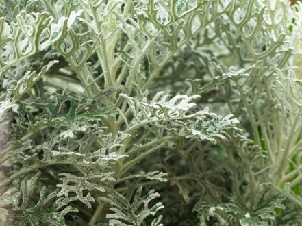 cinerariya-serebristaya photo