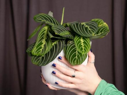 maranta-belozhilchataya photo