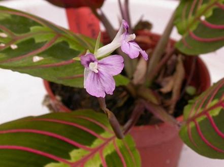 maranta-cvetet photo