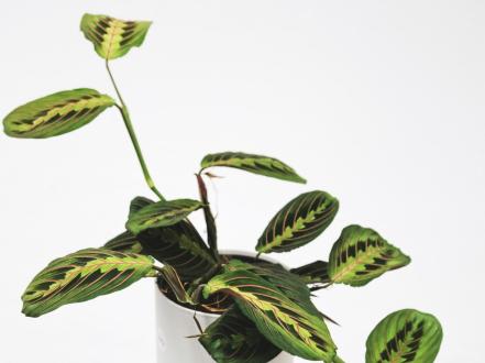 maranta-fascinator photo