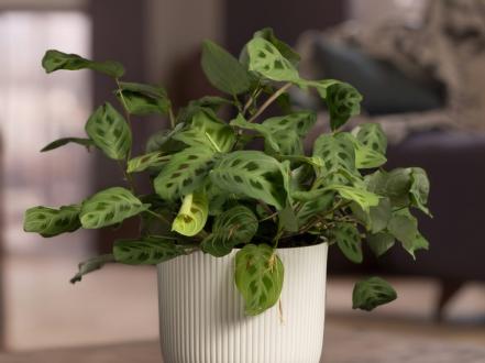 maranta-kerhovena-2 photo
