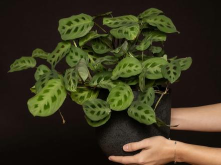 maranta-kerhovena photo