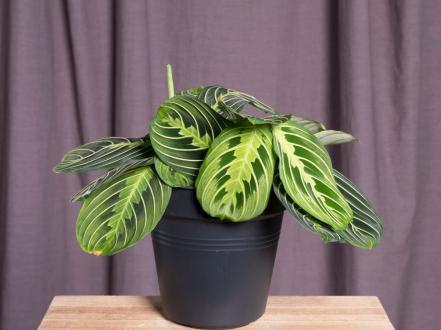 maranta-lemon-laym photo