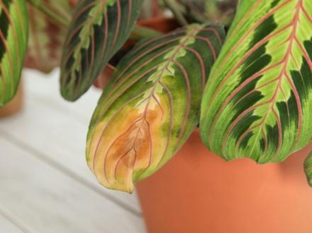 maranta-problemy photo