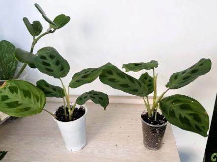 maranta-rostki photo