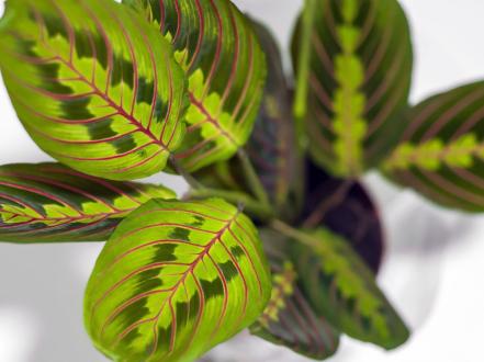 maranta-tricolor photo