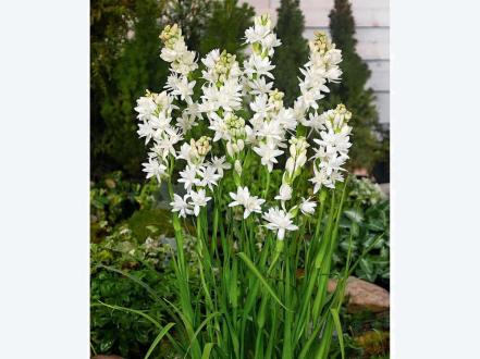 poliantes-klubnenosnyy-polianthes-tuberosa photo