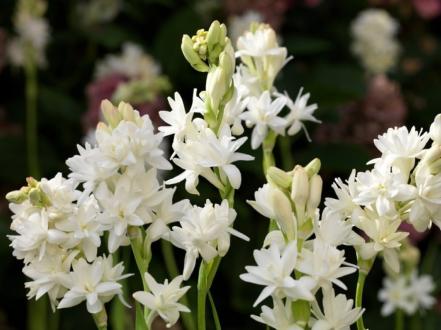 poliantes-shirokolistnyy-polianthes-latifolia photo