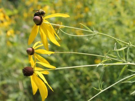 rudbekiya-glyancevitaya-foto photo
