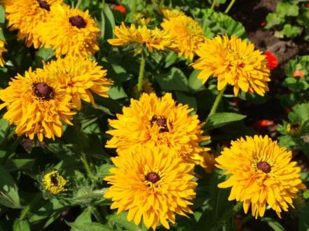 rudbekiya-rassechennaya-zolotoy-shar-foto photo