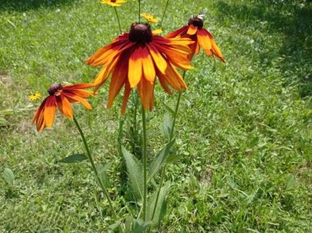 rudbekiya-volosistaya-kapuchino-foto photo