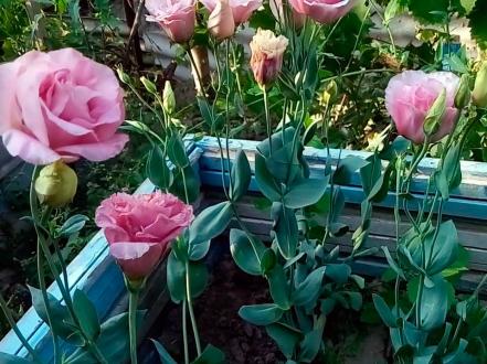 Эустома Лизиантус (Lisianthus) - фото 1 photo